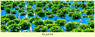 lots of plants